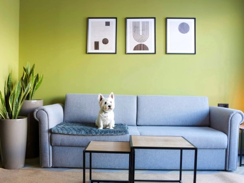 Ein Hund sitzt auf der Couch im Hotel ever.grün
