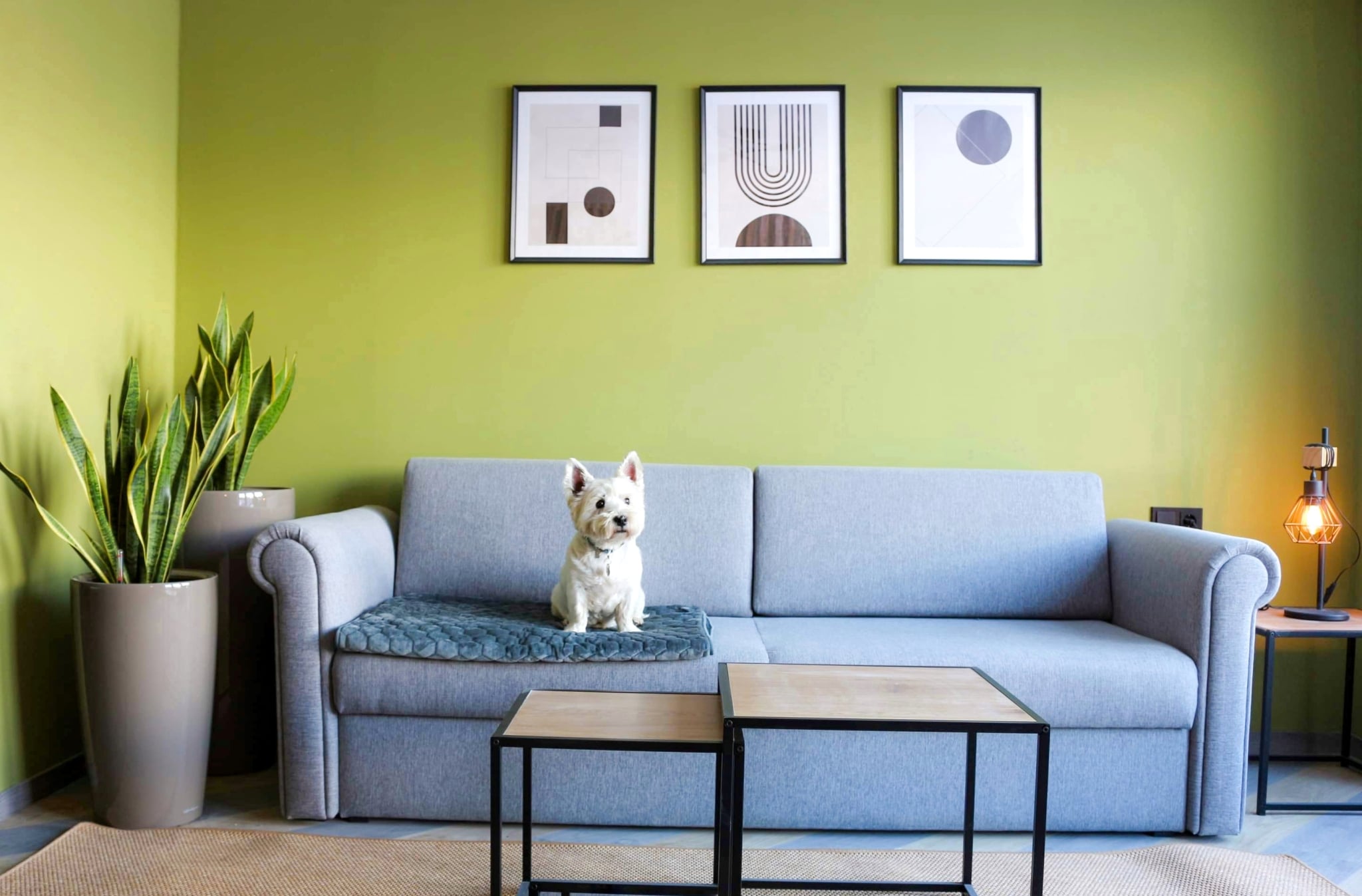 Ein Hund sitzt auf der Couch im Hotel ever.grün